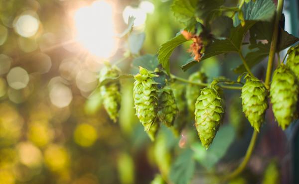 The spike in demand for small-batch beers has infused new life into small, family owned hop farms that were teetering on the edge of bankruptcy. The spike in demand for small-batch beers has infused new life into small, family owned hop farms that were teetering on the edge of bankruptcy.
