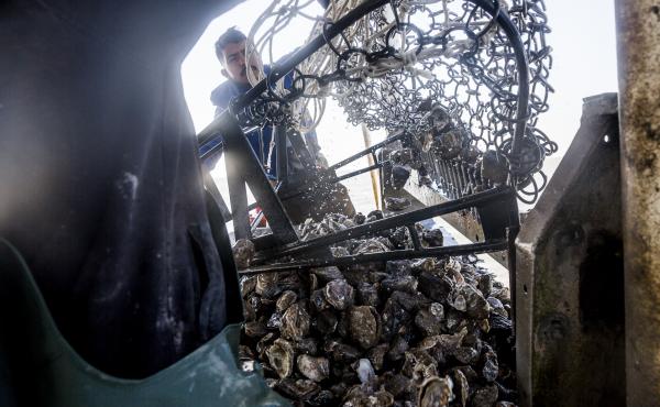 Francisco Vasquez at work on the Prestige Oysters boat The Diplomat. Francisco Vasquez at work on the Prestige Oysters boat The Diplomat.