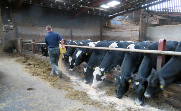 James Toner feeds cows at his family's dairy farm in Northern Ireland's County Armagh. Thirty-five percent of Northern Irish milk is sold to Ireland. Northern Irish farmers who have built lucrative cross-border trade with the Irish Republic are especially James Toner feeds cows at his family's dairy farm in Northern Ireland's County Armagh. Thirty-five percent of Northern Irish milk is sold to Ireland. Northern Irish farmers who have built lucrative cross-border trade with the Irish Republic are especially
