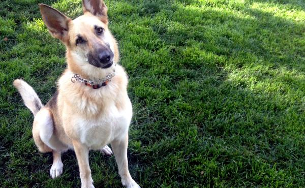 Do you want to go to the park? Mango Doucleff, of San Francisco, responds to her favorite command by perking up her ears and tilting her head. Do you want to go to the park? Mango Doucleff, of San Francisco, responds to her favorite command by perking up her ears and tilting her head.