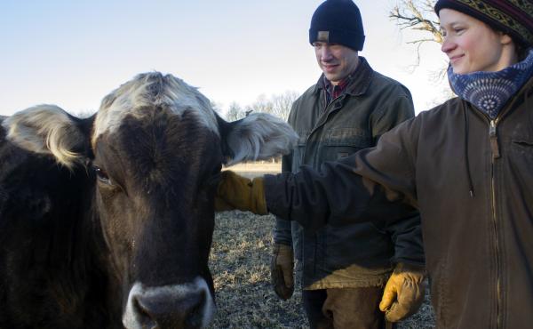 Kevin and Ranae Dietzel, owners of a small dairy herd near Jewell, Iowa, named their signature cheese after this cow, Ingrid. Kevin and Ranae Dietzel, owners of a small dairy herd near Jewell, Iowa, named their signature cheese after this cow, Ingrid.