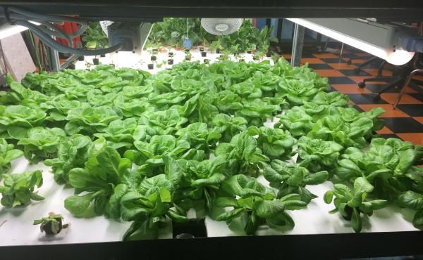 These greens are among the hydroponic crops grown by students at Brownsville Collaborative Middle School, in Brooklyn, N.Y. In June, the students started to sell discounted boxes of the fresh produce to community members. These greens are among the hydroponic crops grown by students at Brownsville Collaborative Middle School, in Brooklyn, N.Y. In June, the students started to sell discounted boxes of the fresh produce to community members.