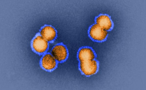 H5N1 bird flu virus is the sort of virus under discussion this week in Bethesda, Md. How animal viruses can acquire the ability to jump into humans and quickly move from person to person is exactly the question that some researchers are trying to answer b H5N1 bird flu virus is the sort of virus under discussion this week in Bethesda, Md. How animal viruses can acquire the ability to jump into humans and quickly move from person to person is exactly the question that some researchers are trying to answer b