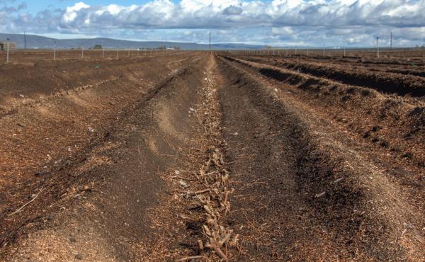 A bed of apple roots at Willow Drive Nursery, in Ephrata, Wash. These roots are a vital part of the apple industry. A bed of apple roots at Willow Drive Nursery, in Ephrata, Wash. These roots are a vital part of the apple industry.