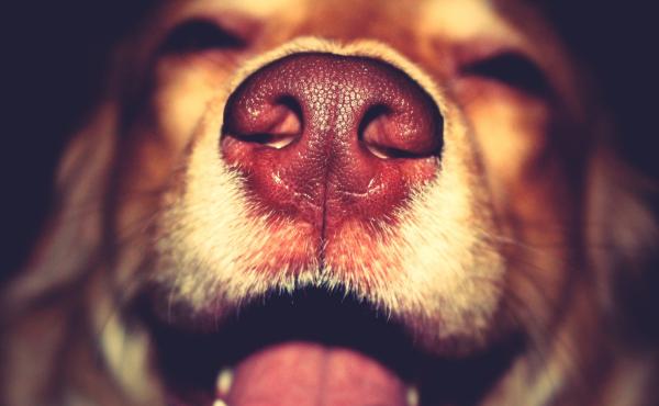 Dogs' olfactory capacity — they can sniff in parts per trillion — primes them to detect disease. Dogs' olfactory capacity — they can sniff in parts per trillion — primes them to detect disease.