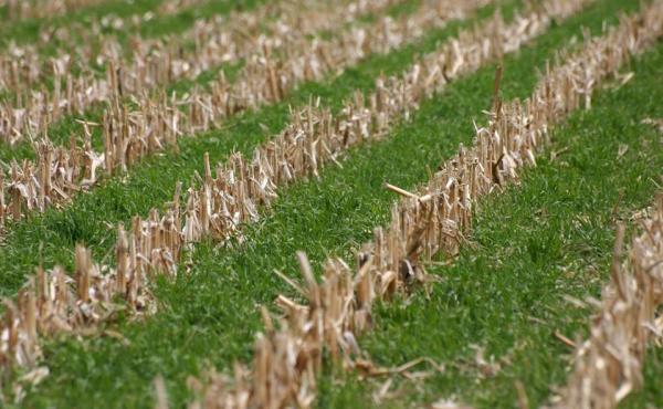 Green shoots of cereal rye, a popular cover crop, emerge in a field where corn was recently harvested in Iowa. The grass will go dormant in winter, then resume growing in the spring. Less than three percent of corn fields in the state have cover crops. Green shoots of cereal rye, a popular cover crop, emerge in a field where corn was recently harvested in Iowa. The grass will go dormant in winter, then resume growing in the spring. Less than three percent of corn fields in the state have cover crops.