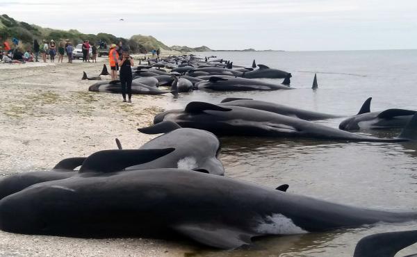 Volunteers try to save about 100 pilot whales after more than 400 of them were stranded at Farewell Spit near Nelson, New Zealand, on Friday. Volunteers try to save about 100 pilot whales after more than 400 of them were stranded at Farewell Spit near Nelson, New Zealand, on Friday.