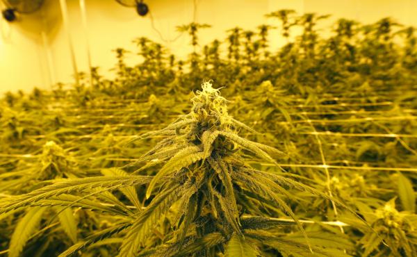 Louisiana, like many other states where cannabis is legal, has designated the cannabis industry as essential. Marijuana plants are shown growing under special grow lights, at GB Sciences Louisiana, in Baton Rouge. Louisiana, like many other states where cannabis is legal, has designated the cannabis industry as essential. Marijuana plants are shown growing under special grow lights, at GB Sciences Louisiana, in Baton Rouge.