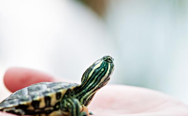 It's illegal to sell or distribute pet turtles with shells less than 4 inches long because they spread salmonella. It's illegal to sell or distribute pet turtles with shells less than 4 inches long because they spread salmonella.
