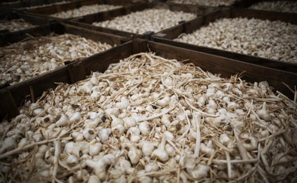 Garlic sits in bins before being processed at the processing plant. Garlic sits in bins before being processed at the processing plant.