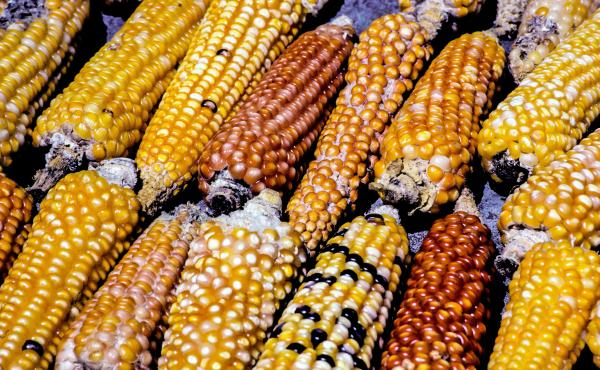 Corn from a fall harvest in Guatemala. Corn from a fall harvest in Guatemala.