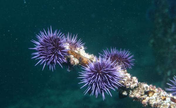 Across much of Northern California, purple urchins have little kelp left to eat, but still can survive. Across much of Northern California, purple urchins have little kelp left to eat, but still can survive.