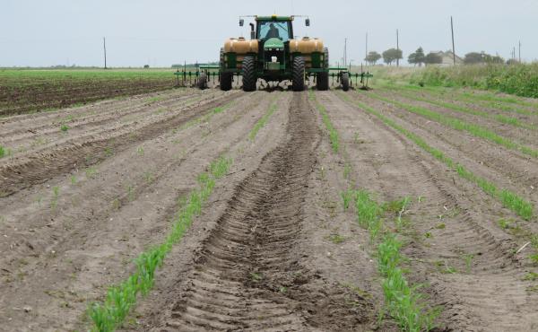 A field of recently-sprouted grain sorghum in Lyford, Texas, shown in a photograph from May 2013. In the latest salvo of a growing trade war, China announced a temporary 179 percent tariff on the U.S. crop. A field of recently-sprouted grain sorghum in Lyford, Texas, shown in a photograph from May 2013. In the latest salvo of a growing trade war, China announced a temporary 179 percent tariff on the U.S. crop.