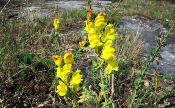 A tall, rubbery weed with golden flowers Dalmatian toadflax is encroaching on grasslands in 32 U.S. states. A tall, rubbery weed with golden flowers Dalmatian toadflax is encroaching on grasslands in 32 U.S. states.