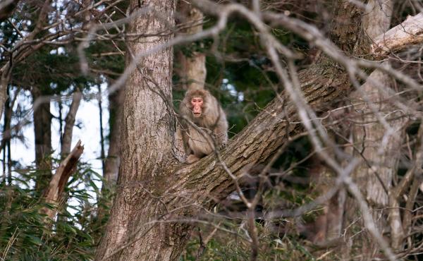 A macaque monkey in a tree in Fukushima prefecture. After the 2011 nuclear disaster, towns and neighborhoods in Fukushima were left devoid of humans for years, and nature started to reclaim the space. A macaque monkey in a tree in Fukushima prefecture. After the 2011 nuclear disaster, towns and neighborhoods in Fukushima were left devoid of humans for years, and nature started to reclaim the space.
