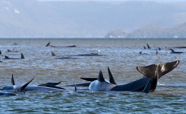 Pilot whales lie stranded on a sandbar Monday near Strahan, Australia. Marine conservationists have been deployed to the scene on Tasmania's west coast to try to rescue the whales. Pilot whales lie stranded on a sandbar Monday near Strahan, Australia. Marine conservationists have been deployed to the scene on Tasmania's west coast to try to rescue the whales.