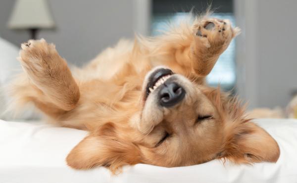To study emotions in animals, scientists need to look beneath feelings to the brain states that produce certain behaviors. To study emotions in animals, scientists need to look beneath feelings to the brain states that produce certain behaviors.