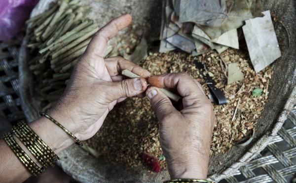 A woman rolls tobacco inside a tendu leaf to make a beedi cigarette at her home in Kannauj, Uttar Pradesh, India, on Wednesday, June 3, 2015. India's smokers favor cheaper options such as chewing and leaf-wrapped tobacco over cigarettes. A woman rolls tobacco inside a tendu leaf to make a beedi cigarette at her home in Kannauj, Uttar Pradesh, India, on Wednesday, June 3, 2015. India's smokers favor cheaper options such as chewing and leaf-wrapped tobacco over cigarettes.