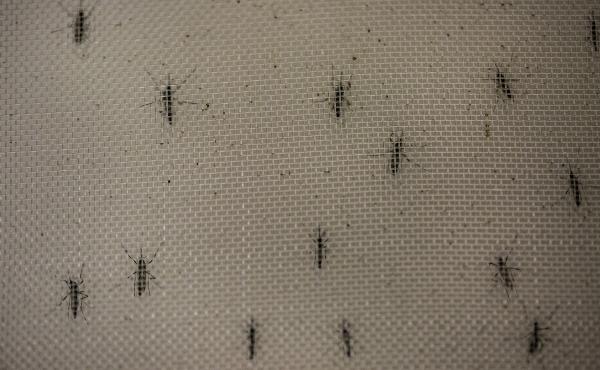 Aedes aegypti mosquitoes infected with the Wolbachia bacterium, which appears to block transmission of dengue fever and other mosquito-borne viruses. Aedes aegypti mosquitoes infected with the Wolbachia bacterium, which appears to block transmission of dengue fever and other mosquito-borne viruses.