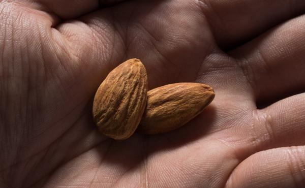Consider the almond. Consider the almond.