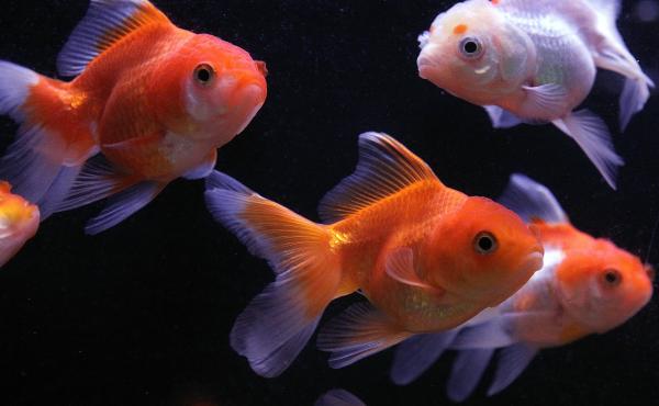 Sure a goldfish can mingle in a tank, but some have taken their movement to the next level by operating robotic vehicles on land as part of an animal behavior experiment. Sure a goldfish can mingle in a tank, but some have taken their movement to the next level by operating robotic vehicles on land as part of an animal behavior experiment.