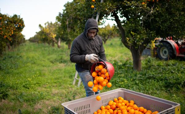 A Senegalese migrant collects oranges on the plain of Rosarno and San Ferdinando in Calabria, Italy, on Feb. 6. The lockdown countries imposed to stop the coronavirus pandemic have cut off the usual flow of seasonal farmworkers. A Senegalese migrant collects oranges on the plain of Rosarno and San Ferdinando in Calabria, Italy, on Feb. 6. The lockdown countries imposed to stop the coronavirus pandemic have cut off the usual flow of seasonal farmworkers.