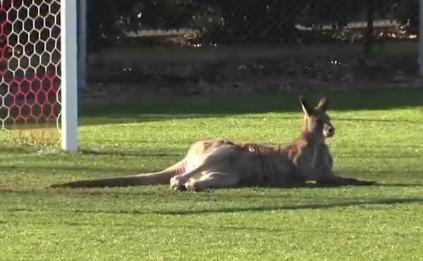 A kangaroo bounded onto on the stadium's soccer field during half-time in a match between Canberra's two top teams — Canberra Football Club and Belconnen United, AP reported. A kangaroo bounded onto on the stadium's soccer field during half-time in a match between Canberra's two top teams — Canberra Football Club and Belconnen United, AP reported.