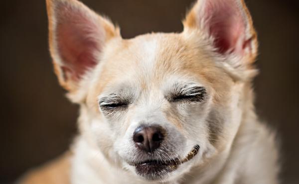 THC, a key psychoactive ingredient in marijuana, is toxic to dogs, veterinarians warn. So keeping dogs away from discarded joints, edible marijuana or drug-tainted poop is important. THC, a key psychoactive ingredient in marijuana, is toxic to dogs, veterinarians warn. So keeping dogs away from discarded joints, edible marijuana or drug-tainted poop is important.