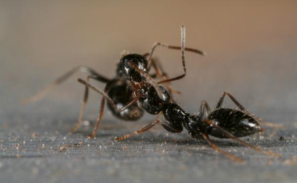 Lepisiota Fighting on a Window Sill Lepisiota Fighting on a Window Sill