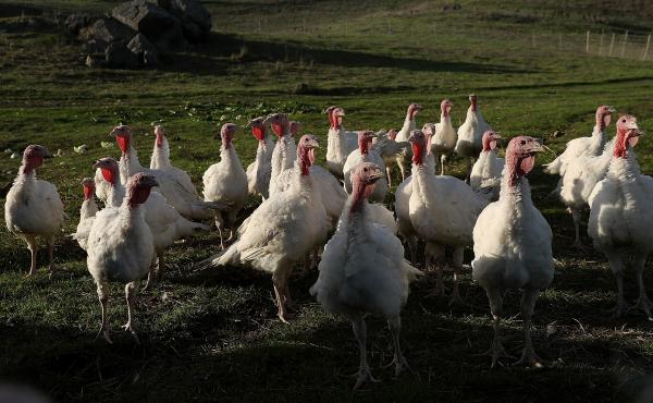 While your holiday meal might consist of turkey that's deep-fried, braised or roasted, the turkeys who've been featured in music through the years have inspired pop culture crazes. While your holiday meal might consist of turkey that's deep-fried, braised or roasted, the turkeys who've been featured in music through the years have inspired pop culture crazes.