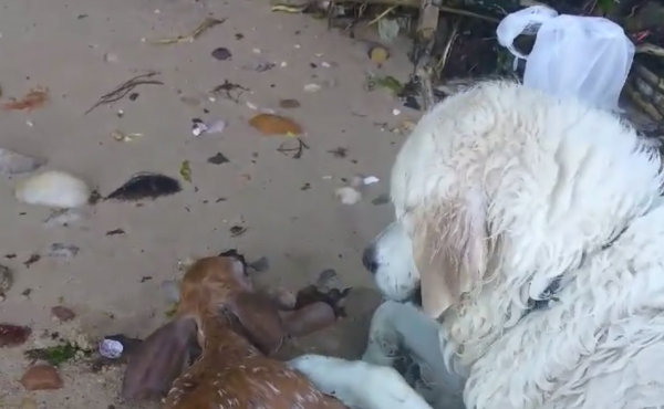 Storm, an English golden retriever, rescued a baby deer from the Long Island Sound on Sunday. Storm, an English golden retriever, rescued a baby deer from the Long Island Sound on Sunday.