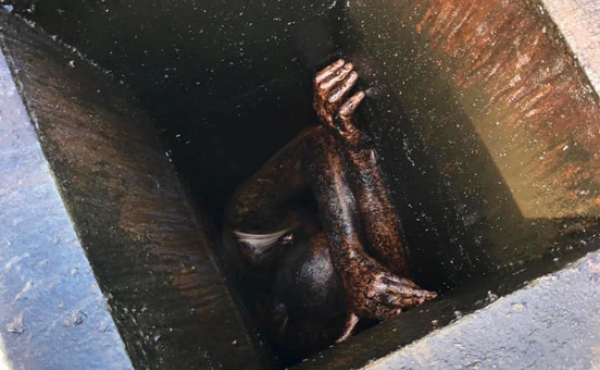 A man was freed after spending two days crammed into a narrow grease vent in San Lorenzo, Calif. Officials say he's not being charged with a crime. A man was freed after spending two days crammed into a narrow grease vent in San Lorenzo, Calif. Officials say he's not being charged with a crime.