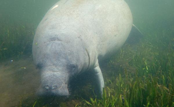 A manatee swims amid seagrass in the Homosassa River on Oct. 5 in Homosassa, Fla. Conservationists are planting seagrass in the area to help restore the natural habitat for manatees and provide a feeding ground for the mammals, following a record year in A manatee swims amid seagrass in the Homosassa River on Oct. 5 in Homosassa, Fla. Conservationists are planting seagrass in the area to help restore the natural habitat for manatees and provide a feeding ground for the mammals, following a record year in