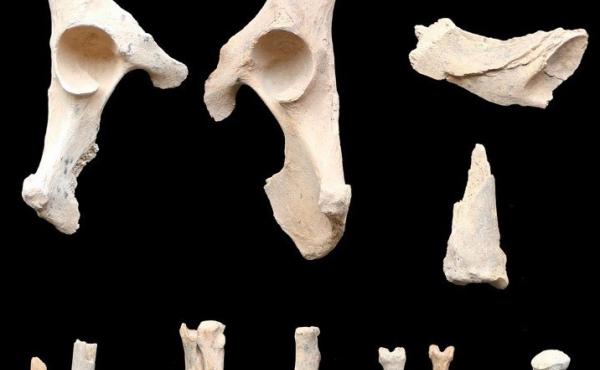 These 6,000-year-old remains found buried alongside humans are believed to be the earliest example of dog domestication on the Arabian Peninsula. These 6,000-year-old remains found buried alongside humans are believed to be the earliest example of dog domestication on the Arabian Peninsula.