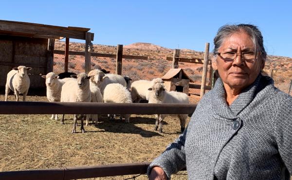 Darlene Yazzie typically hauls water from a windmill 5 miles from her house for her sheep. Officials tell her it's unsafe for humans but OK for livestock. Darlene Yazzie typically hauls water from a windmill 5 miles from her house for her sheep. Officials tell her it's unsafe for humans but OK for livestock.