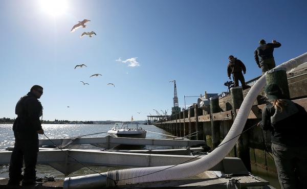 Workers prepare to release thousands of fingerling Chinook salmon into the Mare Island Strait in Vallejo, Calif., in 2014. A new report names climate change, dams and agriculture as the major threats to the prized and iconic fish, which is still the core Workers prepare to release thousands of fingerling Chinook salmon into the Mare Island Strait in Vallejo, Calif., in 2014. A new report names climate change, dams and agriculture as the major threats to the prized and iconic fish, which is still the core