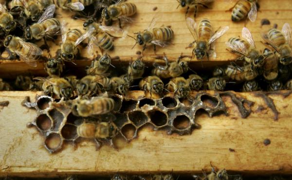 Honeybees are seen inside a colony at the U.S. Department of Agriculture's Bee Research Laboratory in Beltsville, Md., in 2007. Maryland lawmakers approved a bill this week permitting beekeepers to shoot black bears that threaten their hives. Honeybees are seen inside a colony at the U.S. Department of Agriculture's Bee Research Laboratory in Beltsville, Md., in 2007. Maryland lawmakers approved a bill this week permitting beekeepers to shoot black bears that threaten their hives.