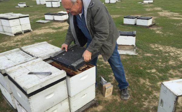 Bret Adee, a third-generation beekeeper who owns one of the largest beekeeping companies in the U.S., lost half of his hives — about 50,000 — over the winter. He pops the lid on one of the hives to show off the colony inside. Bret Adee, a third-generation beekeeper who owns one of the largest beekeeping companies in the U.S., lost half of his hives — about 50,000 — over the winter. He pops the lid on one of the hives to show off the colony inside.