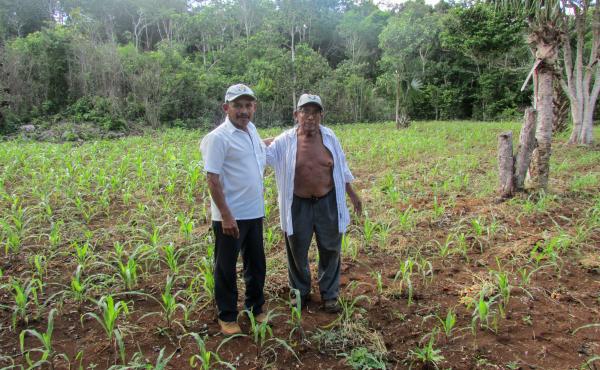 Farmers Gualberto Casanova (left) and Dionisio Yam Moo stand among young corn plants in Yam Moo's improved milpa plot. Farmers Gualberto Casanova (left) and Dionisio Yam Moo stand among young corn plants in Yam Moo's improved milpa plot.