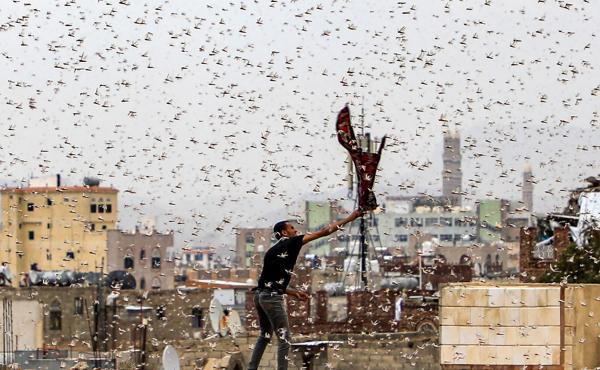 Locusts swarm over Yemen's capital. Locusts swarm over Yemen's capital.