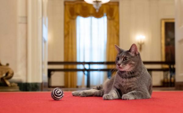 Willow, photographed in the White House on Wednesday, is the Biden family's new cat. Willow, photographed in the White House on Wednesday, is the Biden family's new cat.