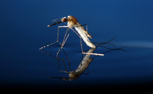 This adult Anopheles gambiae mosquito — the kind that spreads malaria — was genetically modified as part of the study. This adult Anopheles gambiae mosquito — the kind that spreads malaria — was genetically modified as part of the study.