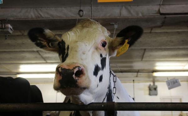 Unlike most dairy cows in America, which are descended from just two bulls, this cow at Pennsylvania State University has a different ancestor: She is the daughter of a bull that lived decades ago, called University of Minnesota Cuthbert. The bull's froze Unlike most dairy cows in America, which are descended from just two bulls, this cow at Pennsylvania State University has a different ancestor: She is the daughter of a bull that lived decades ago, called University of Minnesota Cuthbert. The bull's froze