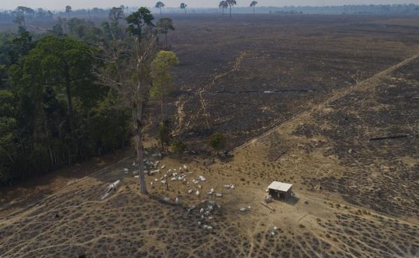 Cattle graze on land burned and deforested by cattle farmers near Novo Progresso, Para state, Brazil. Brazil is among the nations that have signed a pledge to protect forests. Cattle graze on land burned and deforested by cattle farmers near Novo Progresso, Para state, Brazil. Brazil is among the nations that have signed a pledge to protect forests.