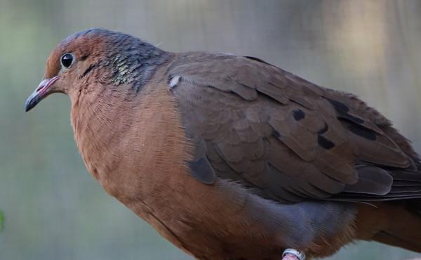 A Socorro dove perches at the Africam Safari Zoo in Puebla, Mexico. Scientists are planning to bring the dove species back to Socorro Island, the dove's ancestral home. A Socorro dove perches at the Africam Safari Zoo in Puebla, Mexico. Scientists are planning to bring the dove species back to Socorro Island, the dove's ancestral home.