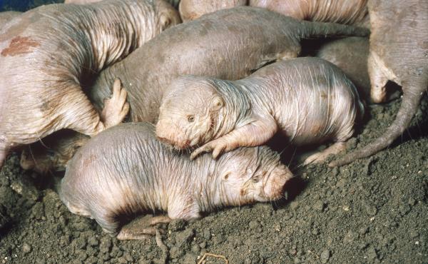 Naked mole rats are eusocial, which means they live all crowded together, in a colony underground. Naked mole rats are eusocial, which means they live all crowded together, in a colony underground.