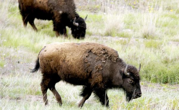 A herd of bison graze near the trail inside the bison range. A herd of bison graze near the trail inside the bison range.