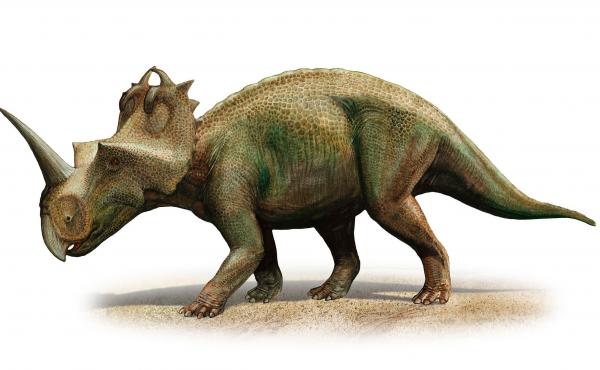Scientists in Canada have diagnosed malignant cancer for the first time in a dinosaur, a Centrosaurus apertus from 76 to 77 million years ago. Scientists in Canada have diagnosed malignant cancer for the first time in a dinosaur, a Centrosaurus apertus from 76 to 77 million years ago.