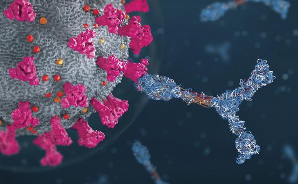 An illustration of antibodies attacking a coronavirus particle. An illustration of antibodies attacking a coronavirus particle.