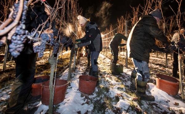 Making ice wine requires the grape to be picked and pressed at below-freezing temperatures, like in this vineyard in southern Germany. So, only a few places in the world — mainly Canada and Germany — produce it. But now, vineyards in frigid parts of t Making ice wine requires the grape to be picked and pressed at below-freezing temperatures, like in this vineyard in southern Germany. So, only a few places in the world — mainly Canada and Germany — produce it. But now, vineyards in frigid parts of t